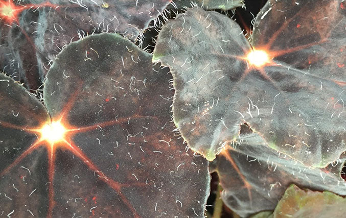 Color: Begonia Leaves
