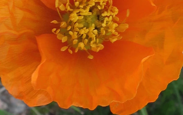 Color: Orange Poppy