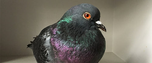 Color: Pigeon Breast